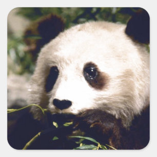 Sticker Wildlife White Sweet Panda Bären Face