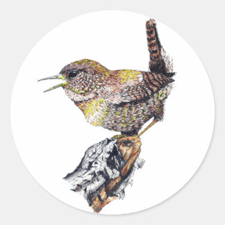 Sticker Wren