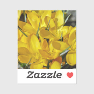 Sticker Yellow Crocus Flowers