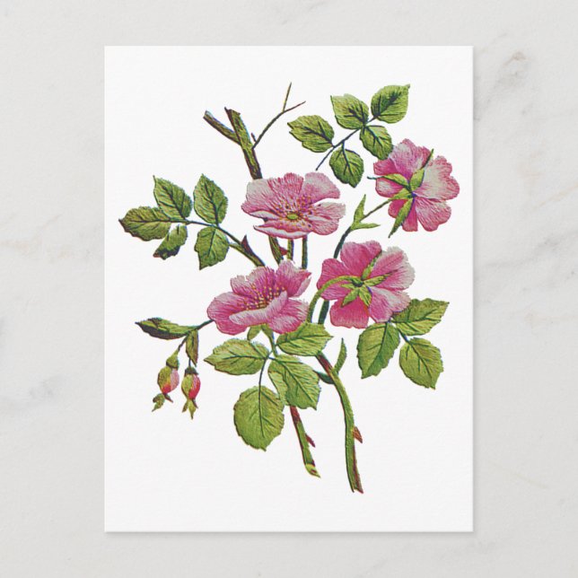 Stickereien Rosa Alte englische Rose Postkarte (Vorderseite)