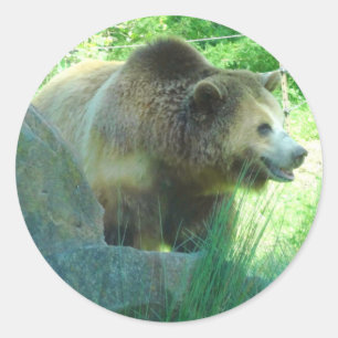 Stickers #3 de l'ours grizzli