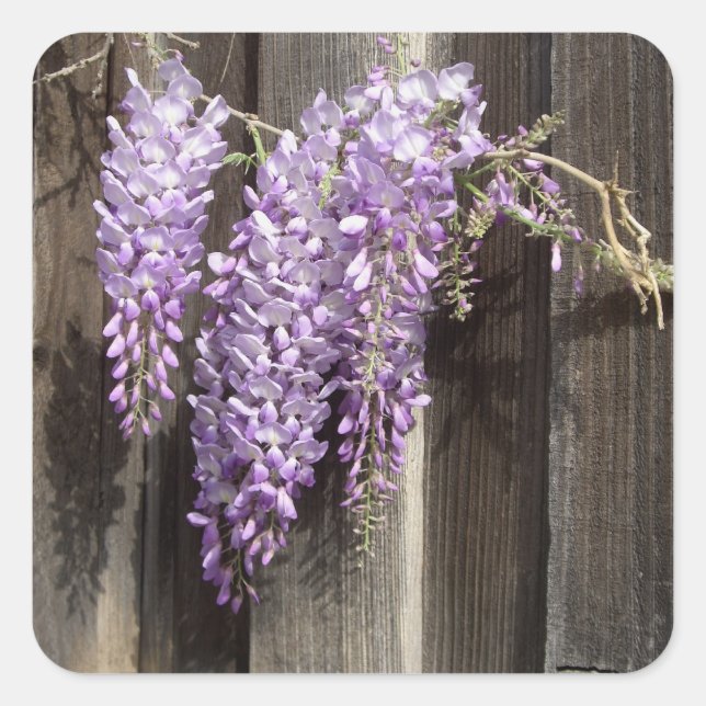Stickers à fleurs de glycine violette (Devant)