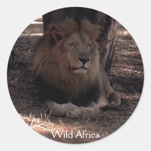 Stickers AFRICAIN LION Big Five Cat Wildlife