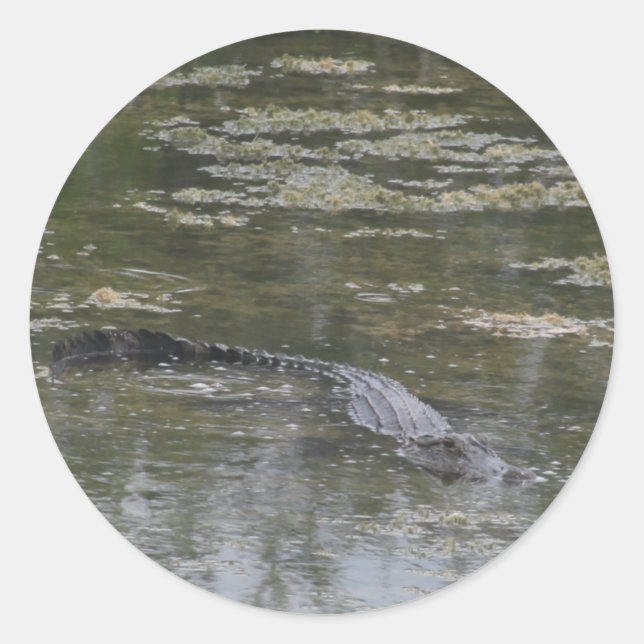 Stickers Alligator (Devant)