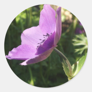 Stickers Anemone