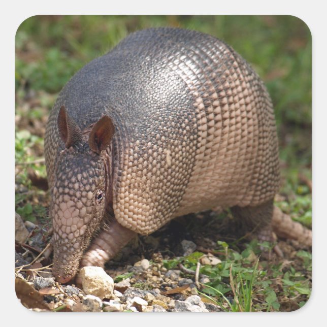 Stickers Armadillo (Devant)
