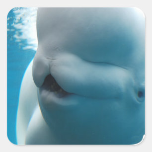 Stickers baleines de Beluga