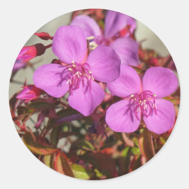 stickers Begonias (Devant)