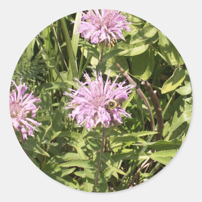 Stickers Bergamot sauvage (Devant)