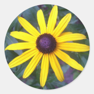Stickers - Black Eyed Susan