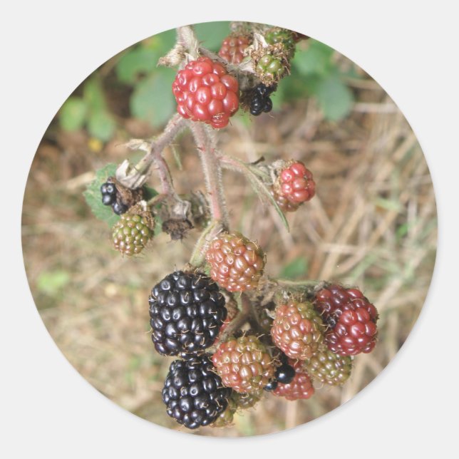 Stickers Blackberry Bonanza (Devant)