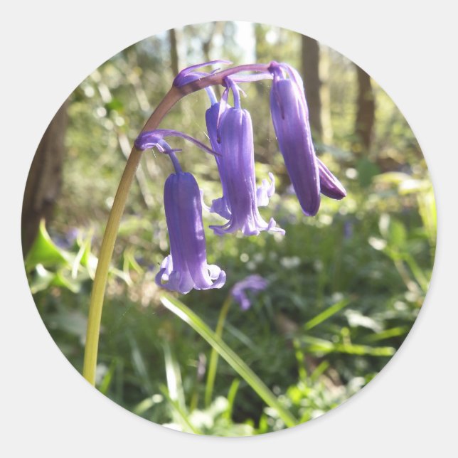 Stickers Bluebells (Devant)