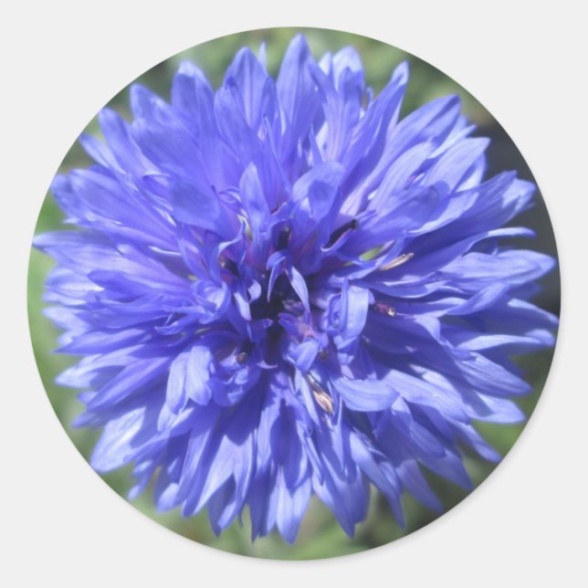 Stickers - Blumenblauer Bachelor-Knopf (Vorderseite)