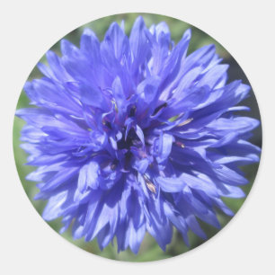 Stickers - Blumenblauer Bachelor-Knopf