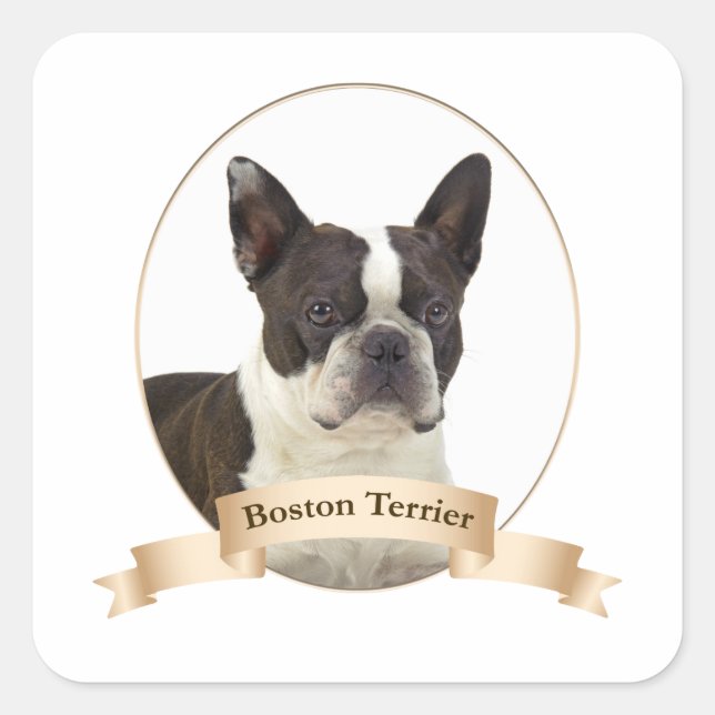 Stickers Boston Terrier (Devant)