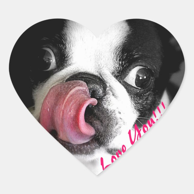 Stickers Boston Terrier (Devant)
