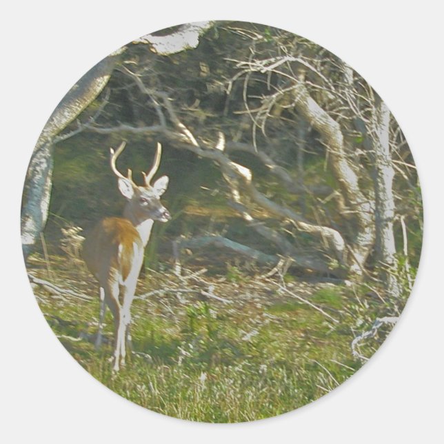 Stickers Buck Buck de cerfs blancs OBX (Devant)