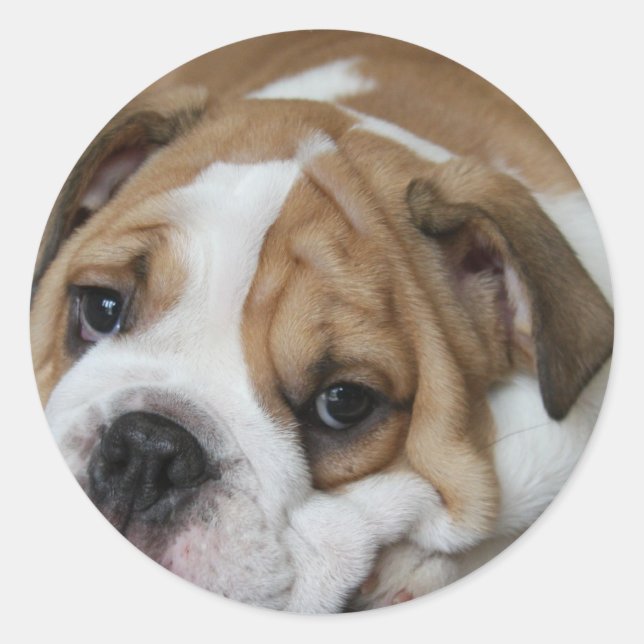 Stickers Bulldog couchant (Devant)