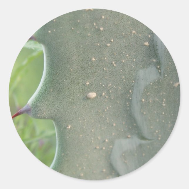 Stickers Cactus Spike (Devant)