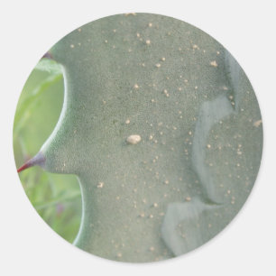 Stickers Cactus Spike