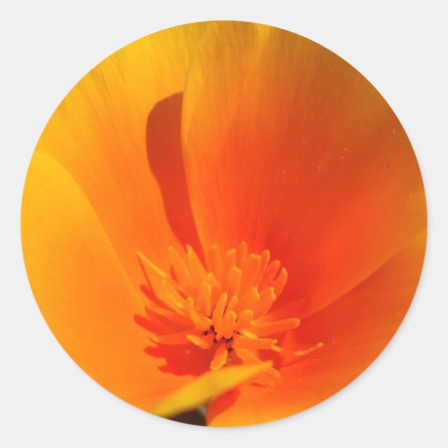 stickers California Poppy (Devant)