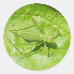 Stickers Camouflage de cricket vert