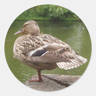 Stickers Canard