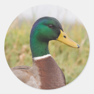 Stickers Canard Mallard