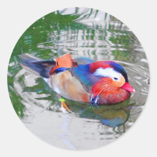 Stickers Canard Mandarin #3