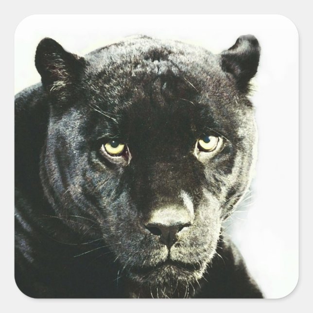 Stickers Carré Jaguar noir (Devant)
