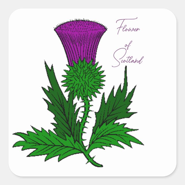 Stickers Carré Scotch Thistle (Devant)