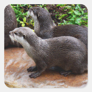 Stickers Carrés Otter, Otter