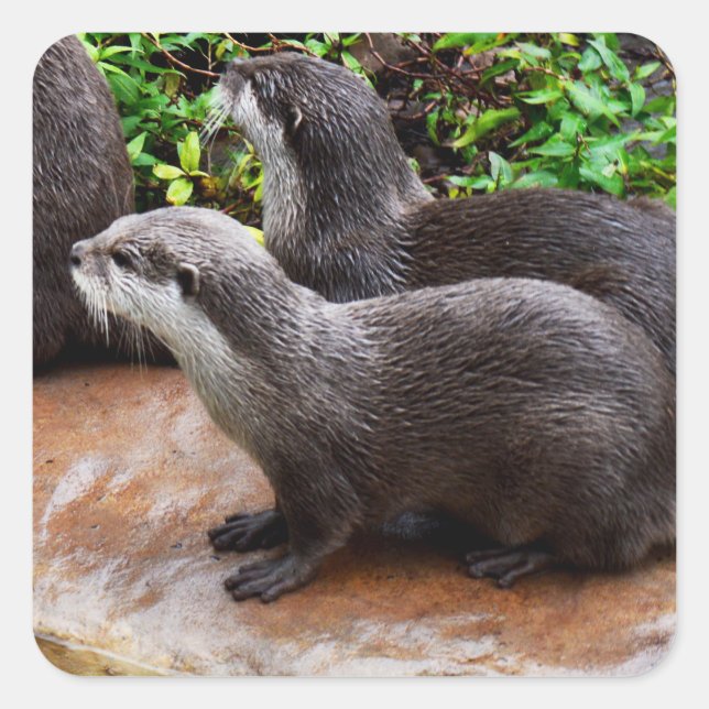 Stickers Carrés Otter, Otter (Devant)