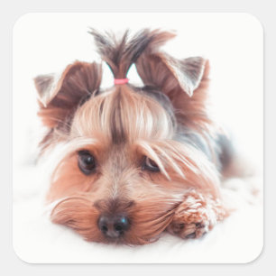 Stickers Carrés Yorkie Dog