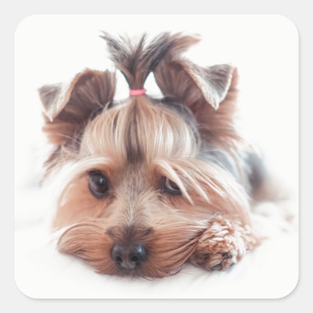 Stickers Carrés Yorkie Dog (Devant)