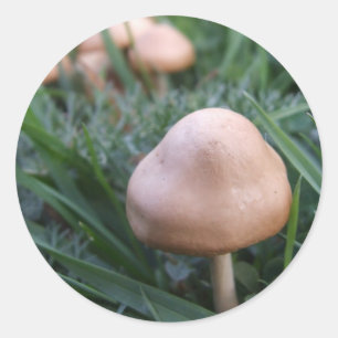 Stickers Champignons