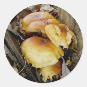Stickers Champignons de la Colonie orange