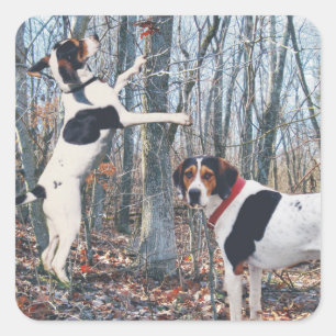 Stickers Chasse à l'Hound Treeing Walker