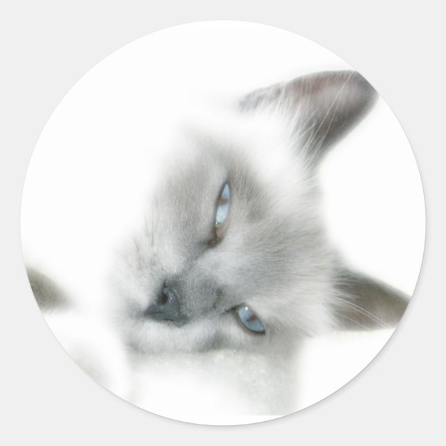 Stickers Chat (Devant)