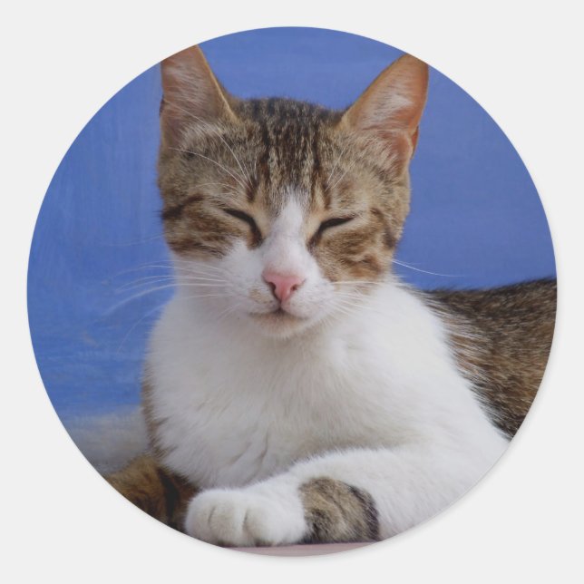 Stickers Chat (Devant)