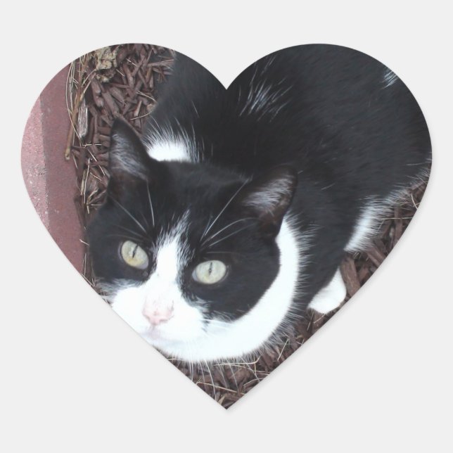 Stickers Chat blanc et noir (Devant)