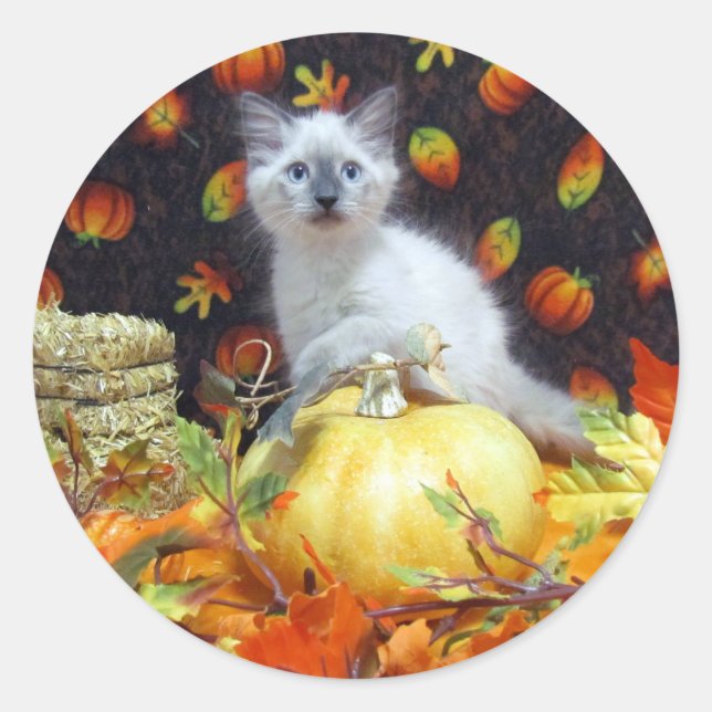 Stickers Chat Savannah / Automne / Halloween (Devant)