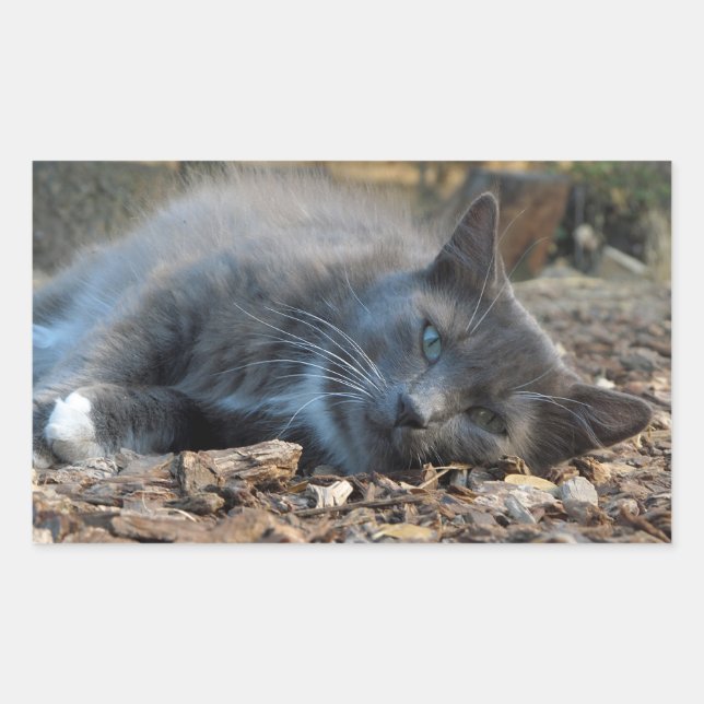 Stickers Chat Sleepy Ombré (Devant)