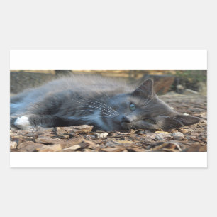 Stickers Chat Sleepy Ombré