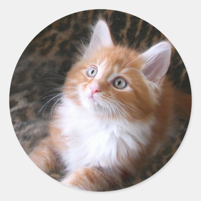 stickers chaton rouge mignon (Devant)