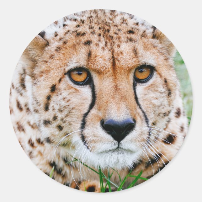 Stickers Cheetah (Devant)