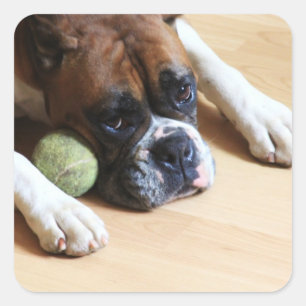 Stickers Chien Boxe