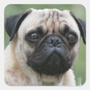Stickers Chien Chien carlin
