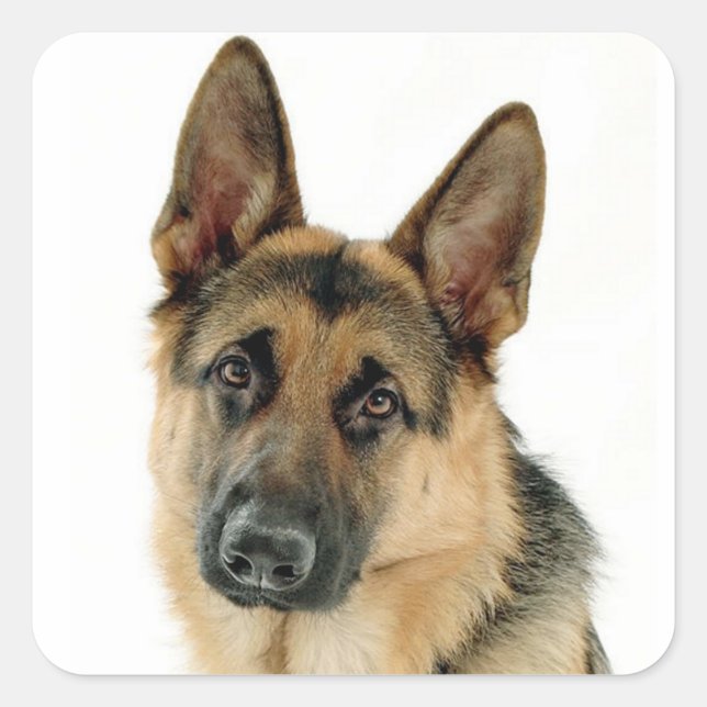 Stickers Chien Chien Chien Chien Allemand / Étique (Devant)