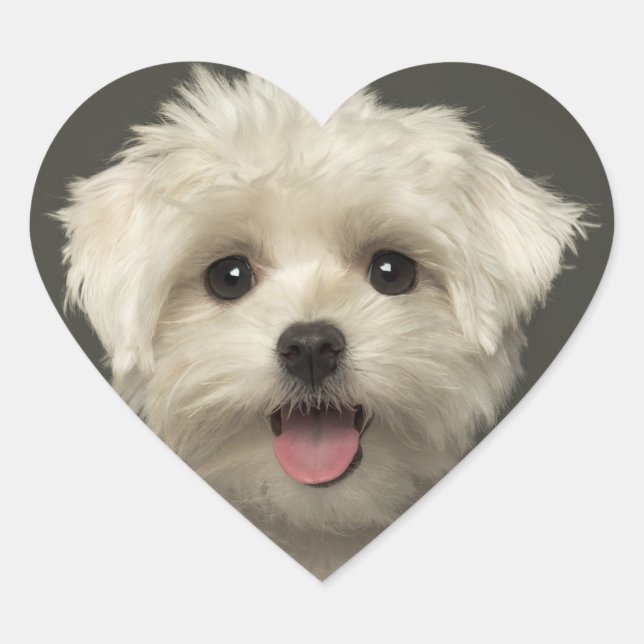 Stickers Chien Chien Chien Maltais / Sceau (Devant)
